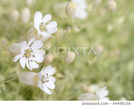 海妖Uniflora花 海妖Uniflora花 64490156