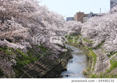 奈良市佐賀河上的櫻花樹行 奈良市佐賀河上的櫻花樹行 64490238