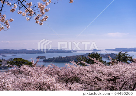 宮城縣松島町，盛開的櫻花，春天回來的松公園，春天的松島灣 64490260