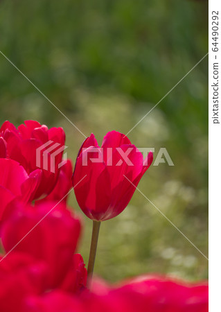 Close-up of tulip in full bloom 64490292