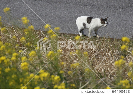 尋找一隻野貓的野貓 尋找一隻野貓的野貓 64490438