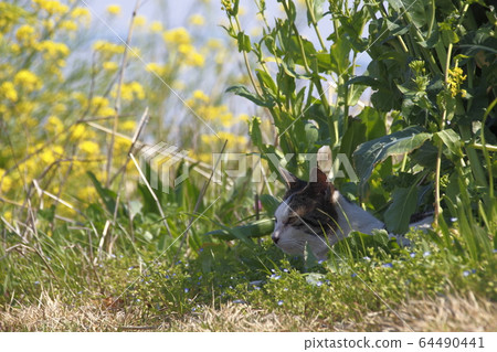 Wild cat looking for a wild cat Wild cat looking for a wild cat 64490441
