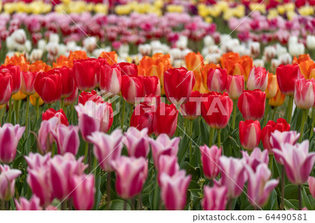 Colorful tulip field and color pattern 64490581