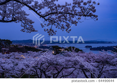 Night view of Matsushima Bay in spring, cherry blossoms in full bloom and Matsu Park in Nishimegumi, Miyagi Prefecture Night view of Matsushima Bay in spring, cherry blossoms in full bloom and Matsu Park in Nishimegumi, Miyagi Prefecture 64490644