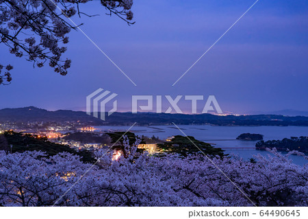 春季的松島灣夜景，盛開的櫻花和宮城縣西新組的松公園 64490645