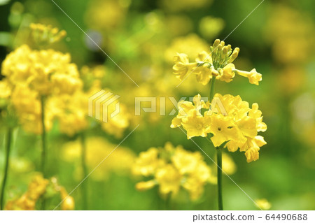 A yellow-flowered cleanse that blooms at the Sanyo Aquatic Botanical Garden in Nikko A yellow-flowered cleanse that blooms at the Sanyo Aquatic Botanical Garden in Nikko 64490688