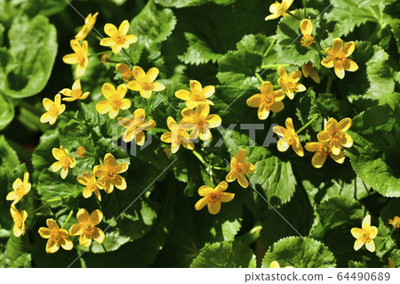 Ryukinka blooming in Niikami Sanyo Aquatic Botanical Garden 64490689