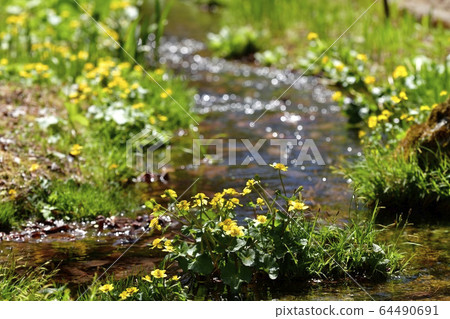 Ryukinka blooming in Niikami Sanyo Aquatic Botanical Garden 64490691