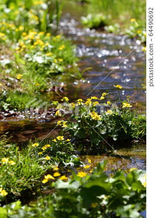 在新上三洋水生植物園裡盛開的琉球花 64490692
