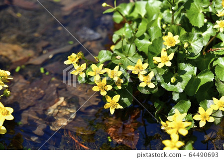 在新上三洋水生植物園裡盛開的琉球花 在新上三洋水生植物園裡盛開的琉球花 64490693