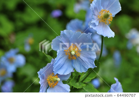 在日光上三洋水生植物園盛開的藍色罌粟花 在日光上三洋水生植物園盛開的藍色罌粟花 64490707