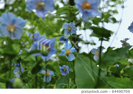 在日光上三洋水生植物園盛開的藍色罌粟花 在日光上三洋水生植物園盛開的藍色罌粟花 64490709