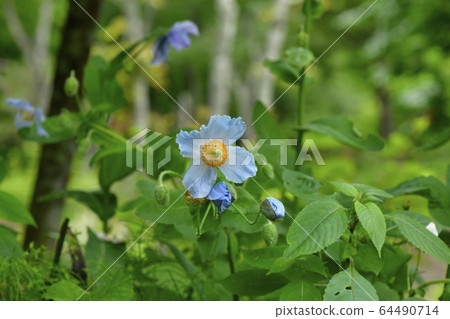在日光上三洋水生植物園盛開的藍色罌粟花 64490714