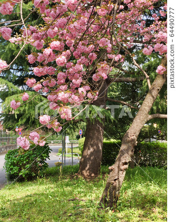 2020 Close-up of Sakura on a clear day 2020 Close-up of Sakura on a clear day 64490777