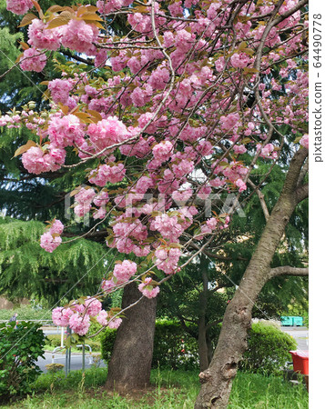 2020 Close-up of Sakura on a clear day 2020 Close-up of Sakura on a clear day 64490778