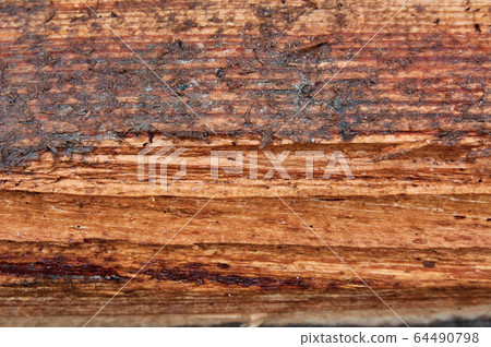 Wood texture of cut tree trunk, close-up Wood texture of cut tree trunk, close-up 64490798