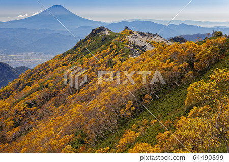 Mt. Fuji and yellow leaves of Betula ermanii in the Southern Alps, Phoenix Sanzan, and Kannondake 64490899
