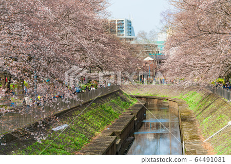Spring in Japan Suginami Ward Zenpukuji River and cherry blossom landscape Spring in Japan Suginami Ward Zenpukuji River and cherry blossom landscape 64491081