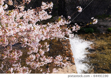 Cherry blossoms in full bloom with Ashiya River Cherry blossoms in full bloom with Ashiya River 64491190