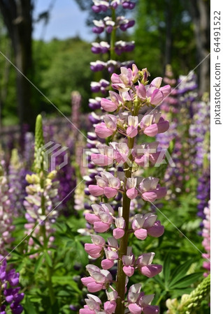 Lupine flower garden in Musashi Hills Forest Park 64491522