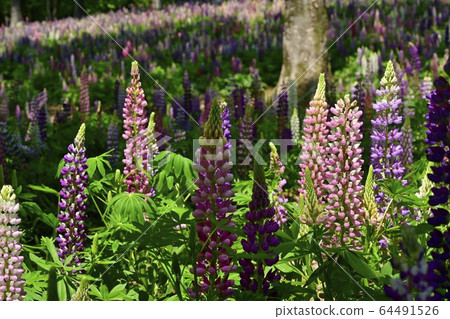 Lupine flower garden in Musashi Hills Forest Park Lupine flower garden in Musashi Hills Forest Park 64491526