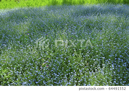 Flower field of forget-me-nots in Musashi hill forest park Flower field of forget-me-nots in Musashi hill forest park 64491552