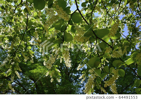 White cloud tree flowers in Musashi Hills Forest Park 64491553