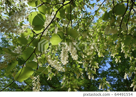 White cloud tree flowers in Musashi Hills Forest Park White cloud tree flowers in Musashi Hills Forest Park 64491554