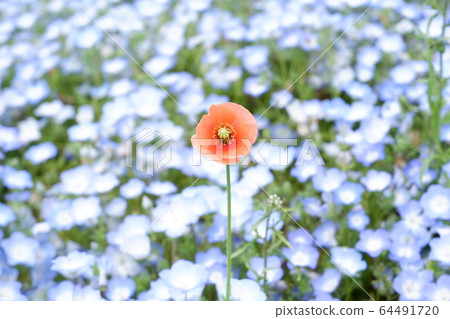 花 花 64491720