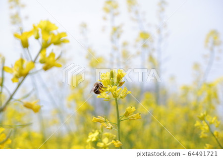 Flowers and bees Flowers and bees 64491721