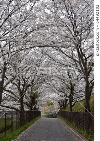 Sakura Tunnel in full bloom Chigasaki City Sakura Tunnel in full bloom Chigasaki City 64492102