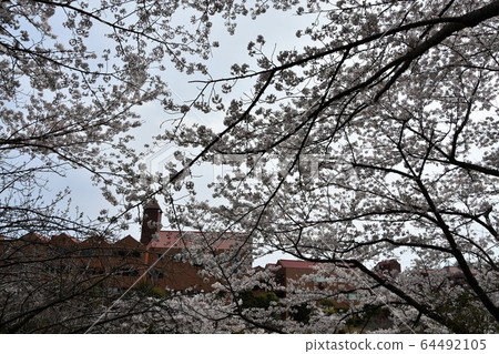 Cherry blossoms in full bloom Chigasaki city Cherry blossoms in full bloom Chigasaki city 64492105