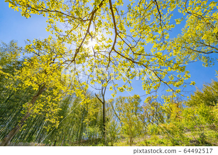 藍天和新鮮的綠色樹 64492517