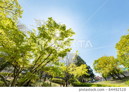 Blue sky and fresh green tree Blue sky and fresh green tree 64492528