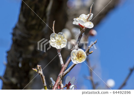 Plum blossoms and blue sky Plum blossoms and blue sky 64492896