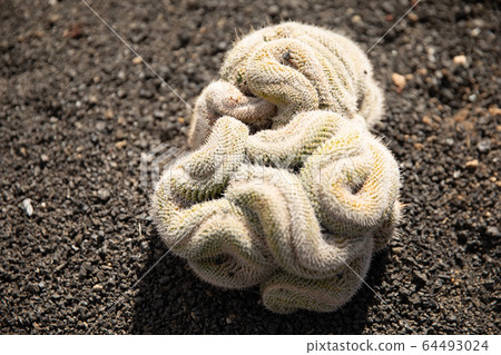 Cactus garden with plants in Guatiza village, Lanzarote island, Canary Islands Cactus garden with plants in Guatiza village, Lanzarote island, Canary Islands 64493024