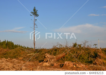 Cut trees in the forest. Deforestation and Illegal Logging, international trade in illegal timber Cut trees in the forest. Deforestation and Illegal Logging, international trade in illegal timber 64493213