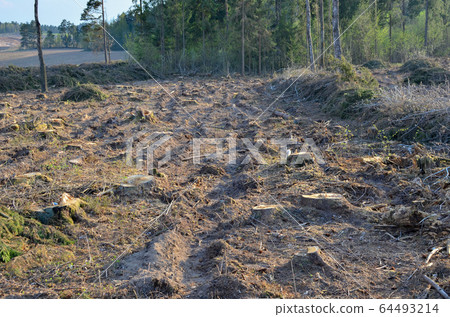 Cut trees in the forest. Deforestation and Illegal Logging, international trade in illegal timber Cut trees in the forest. Deforestation and Illegal Logging, international trade in illegal timber 64493214