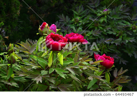 Flower, Peony, Red @ Home Garden, Sakai City, Osaka Prefecture 64493467