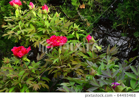 Flower, Peony, Red @ Home Garden, Sakai City, Osaka Prefecture 64493468