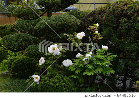 花，牡丹，紅色@ Home Garden，Sakai City，Osaka Prefecture 64493516