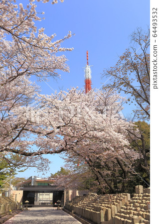 櫻花在軍隊公墓 櫻花在軍隊公墓 64493532