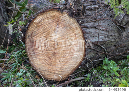 Felled logs 64493696