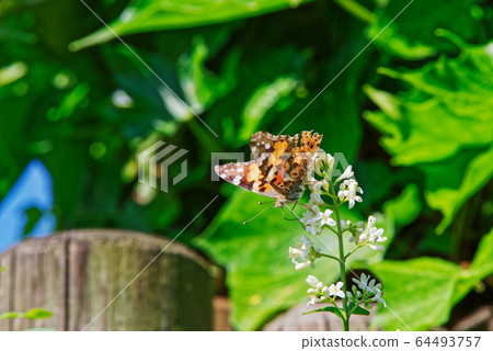 Butterfly Vanessa Cardui, known as painted lady Butterfly Vanessa Cardui, known as painted lady 64493757