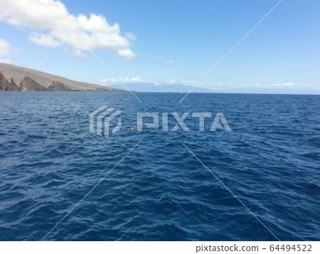 Dolphin of Hawaii Dolphin of Hawaii 64494522