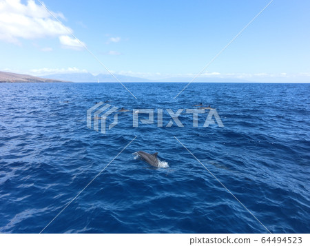 Dolphin of Hawaii Dolphin of Hawaii 64494523