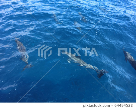 Dolphin of Hawaii Dolphin of Hawaii 64494528