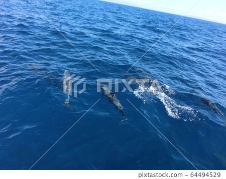 Dolphin of Hawaii Dolphin of Hawaii 64494529
