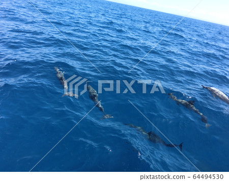 夏威夷海豚 64494530
