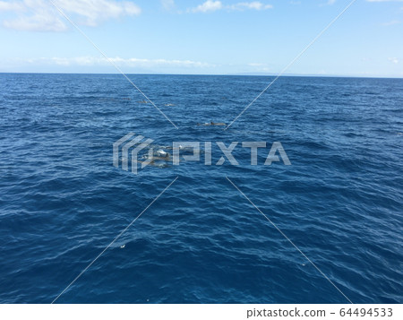 Dolphin of Hawaii Dolphin of Hawaii 64494533
